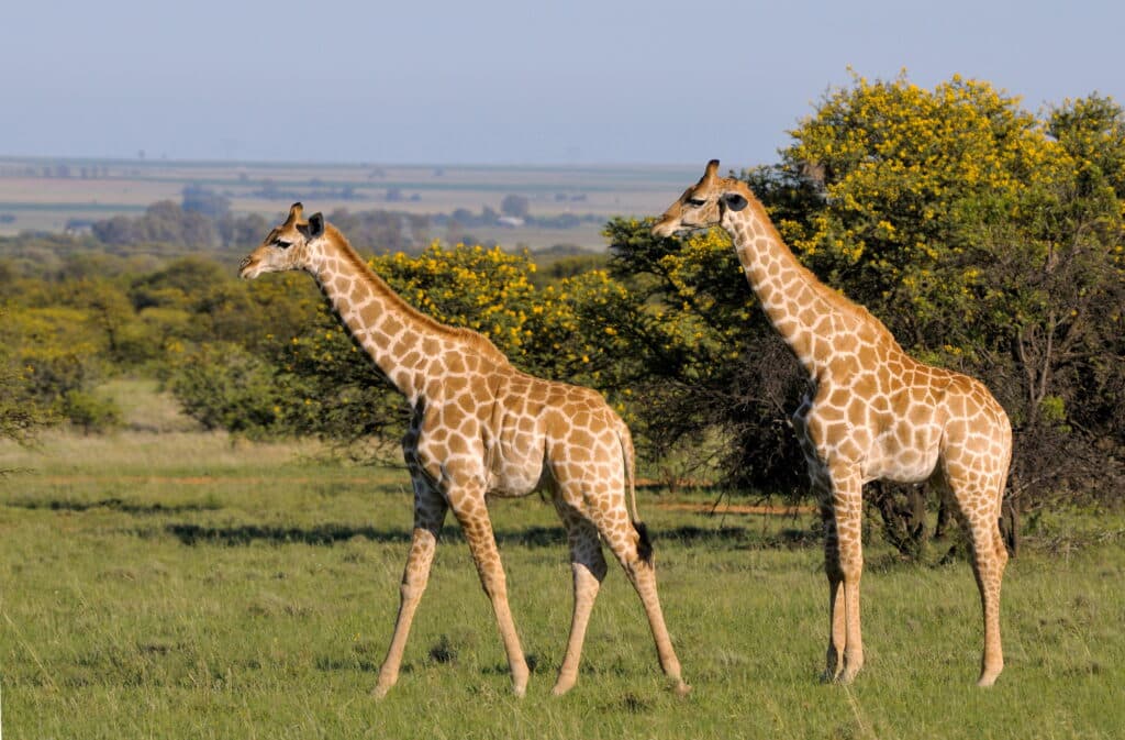 il lungo collo delle giraffe