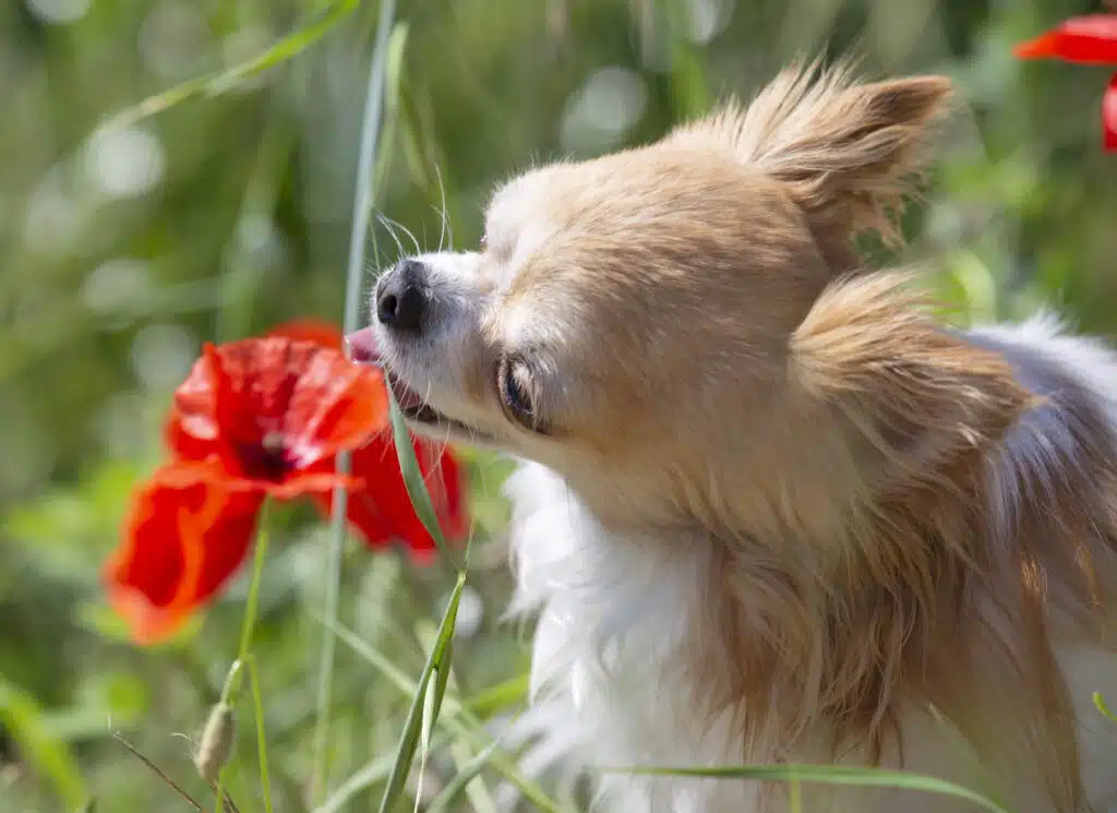 avvelenamento negli animali