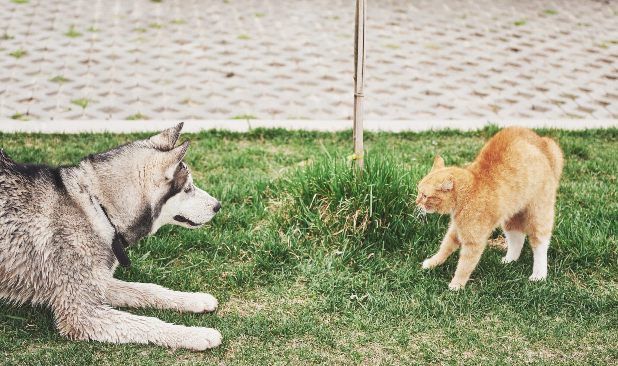 La convivenza tra cane e gatto