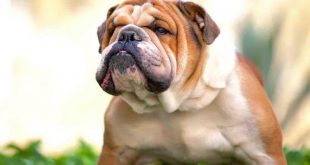 Problemi di salute comuni tra i Bulldog Inglesi
