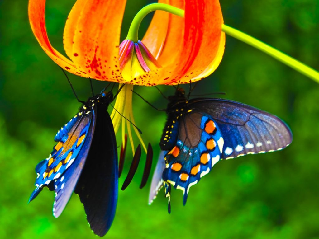 Belle e mimetiche: ecco perché le farfalle sono così colorate
