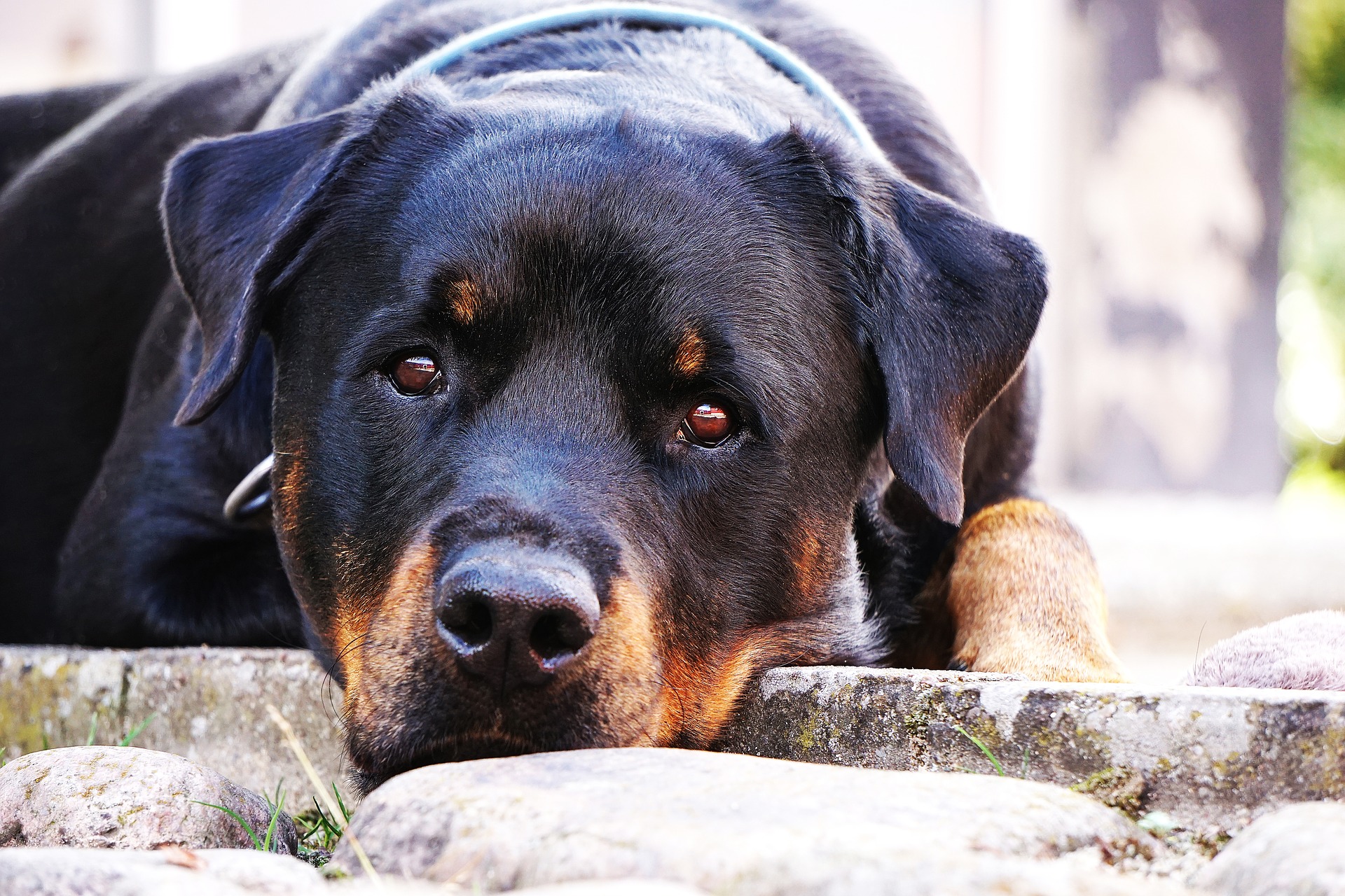 Rottweiler, un cane forte, equilibrato e coreggioso