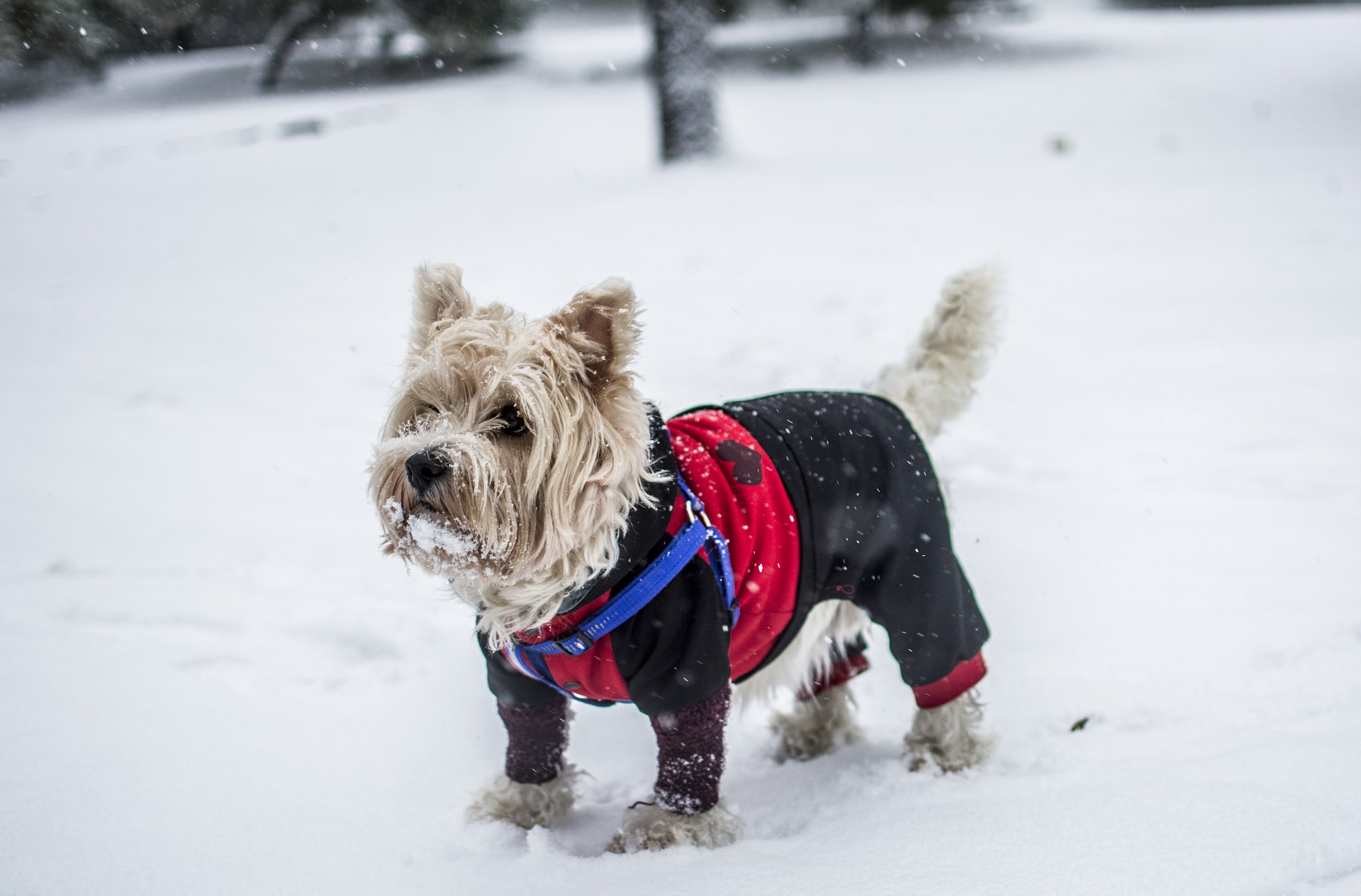 I vestiti per cani, non solo un vezzo - I vestiti per cani non solo un vezzo protezione da freddojpg