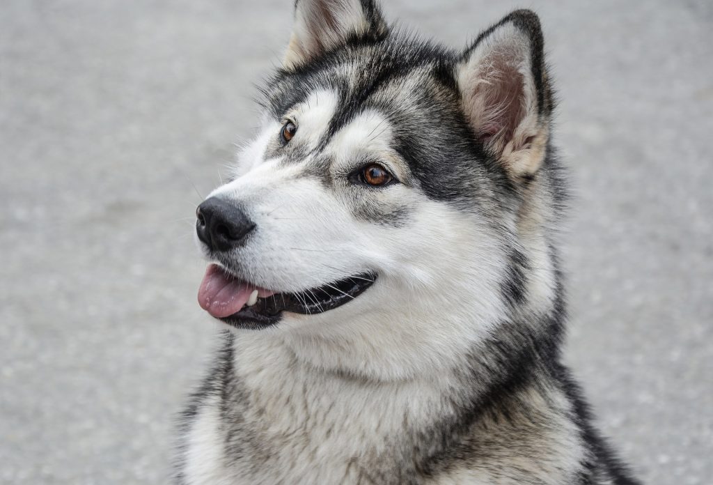 cane di razza Alaskan Malamute