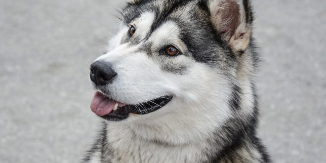 cane di razza Alaskan Malamute