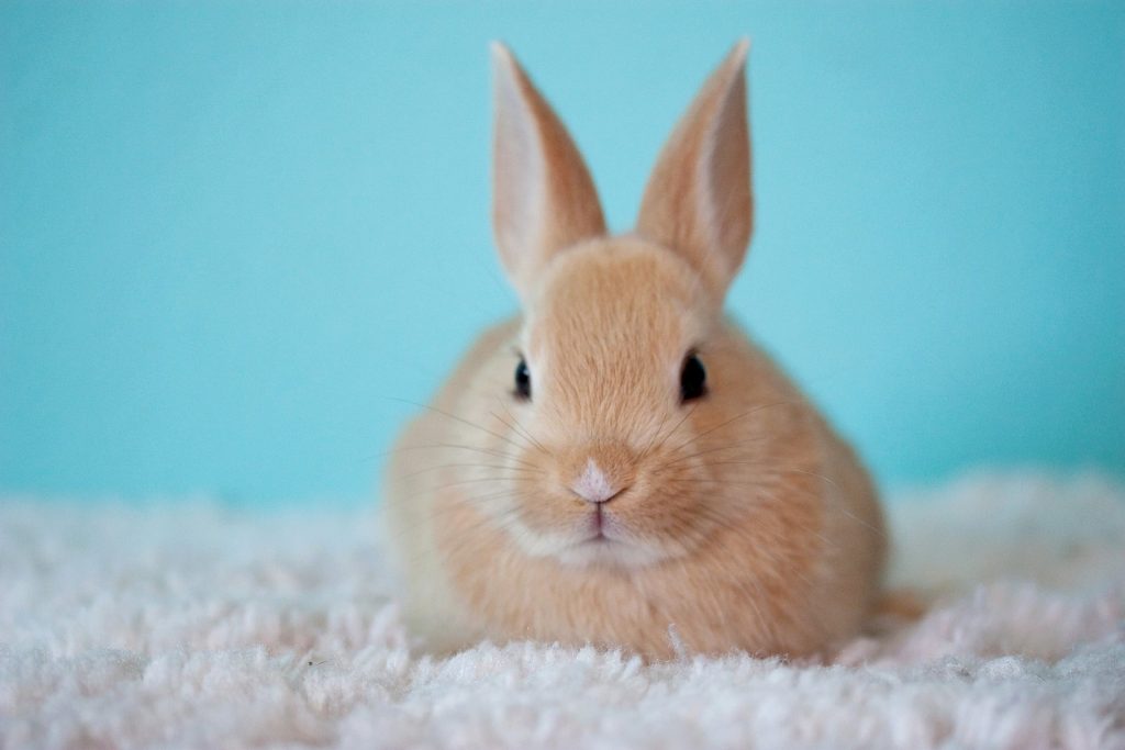 Il coniglio, un animale da compagnia