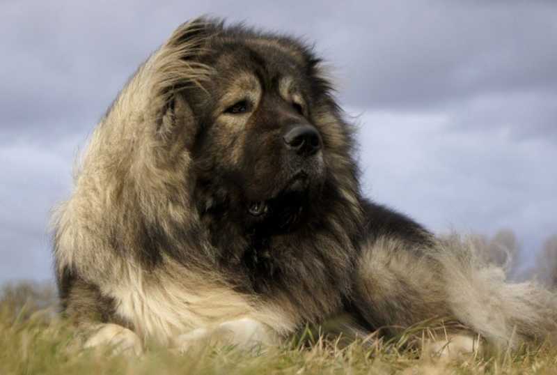 Il cane Pastore del Caucaso