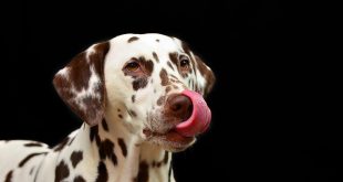 il dalmata: la simpatia e la dolcezza del cane a pois 3