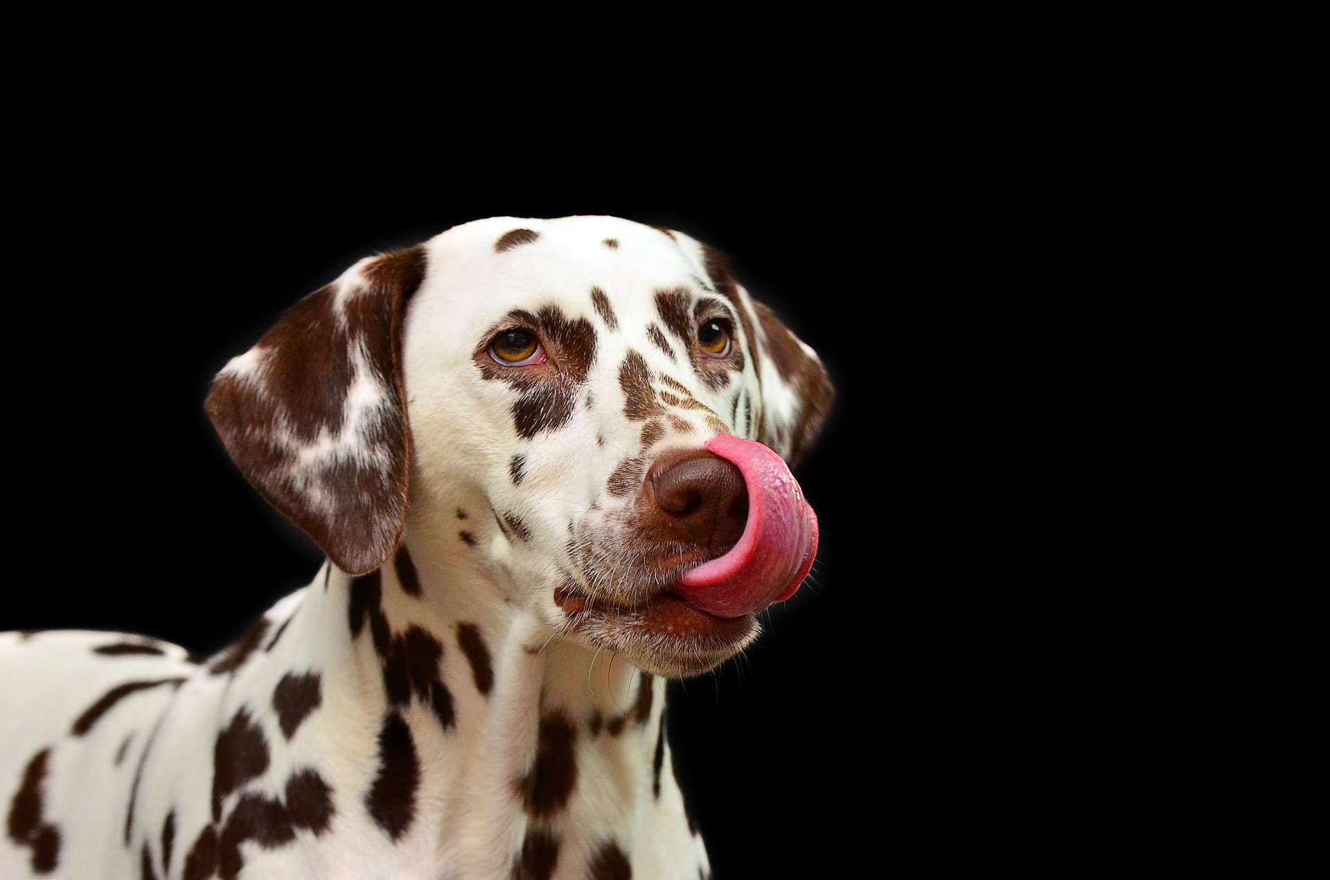 Il Dalmata: la simpatia e la dolcezza del cane a pois - cane dalmata 1