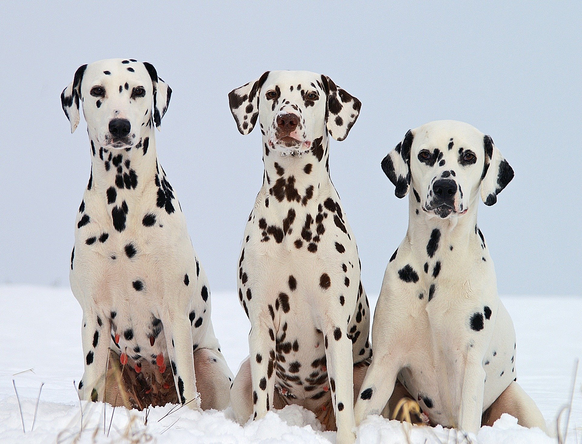 cani dalmata