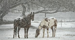 cavalli in inverno