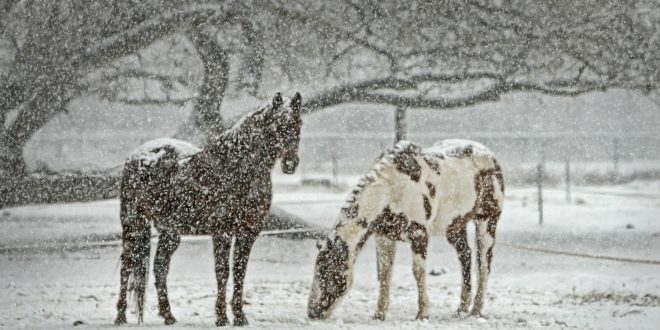 cavalli in inverno