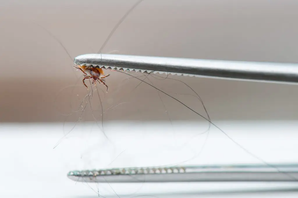 Zecca cane e altri parassiti, come riconoscerli e prevenirli 3 zecca cane - come rimuoverla