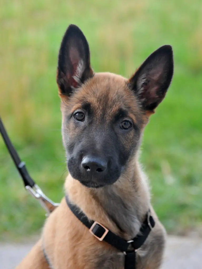 pettorine cani