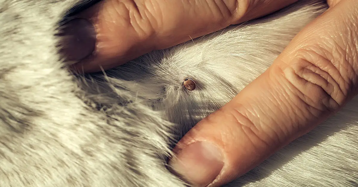 Zecche: possiamo davvero proteggere i nostri cani e gatti? - zecche cani