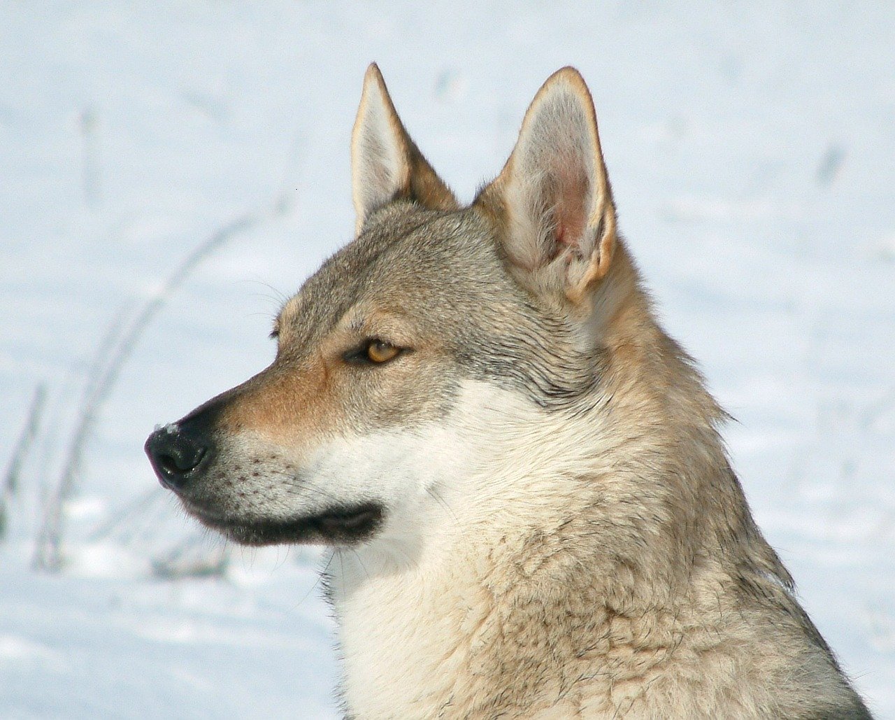 czechoslovakian-wolfdog