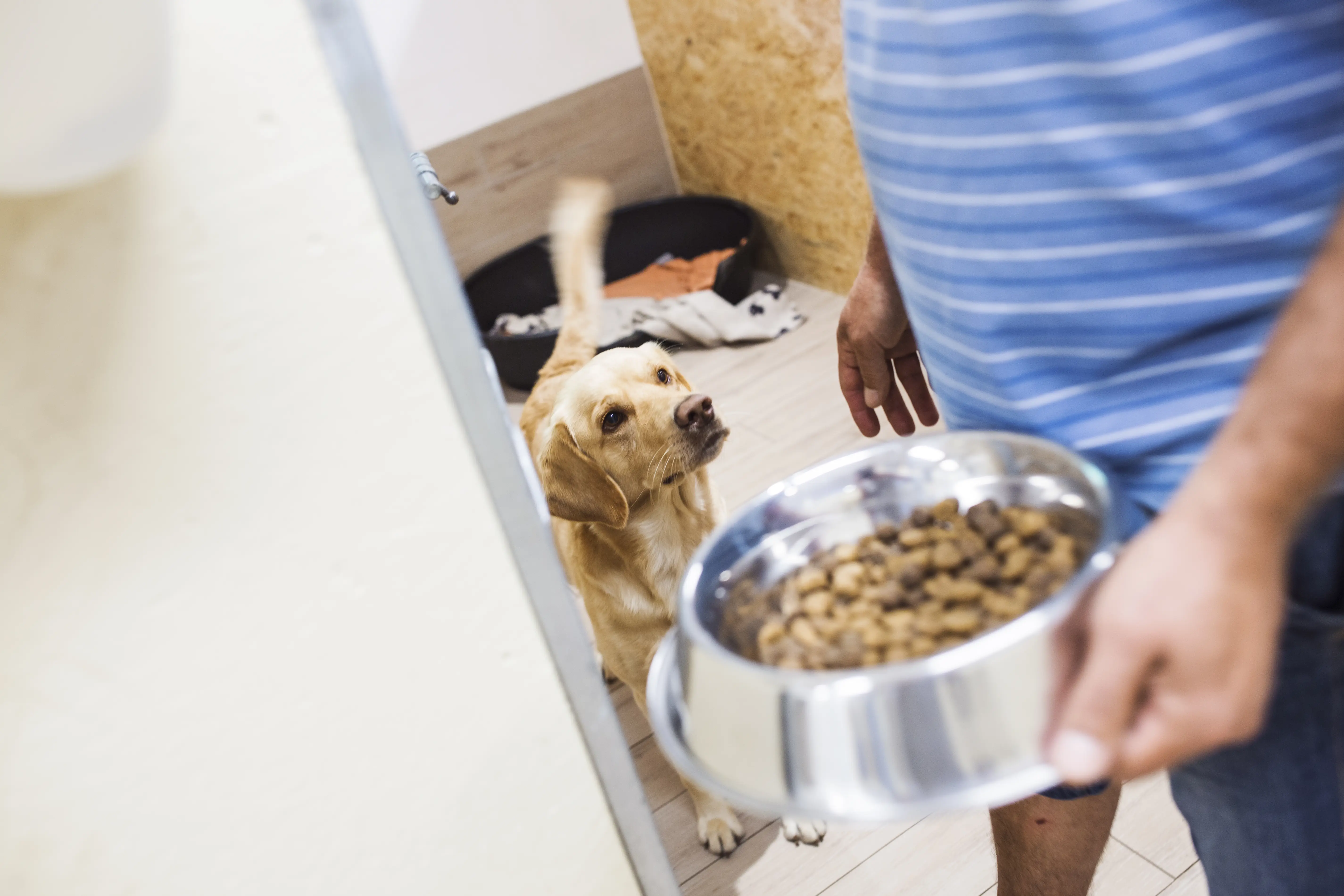 Alimenti biologici per cani, perché sono importanti? 3 Man holding dog bowl with food
