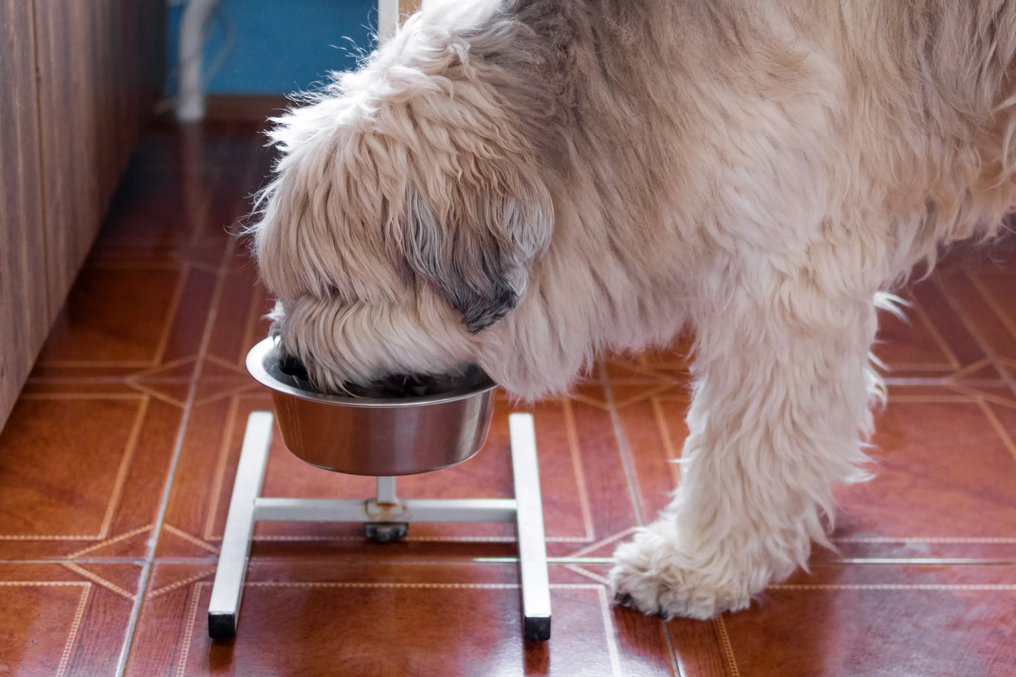 Alimenti biologici per cani, perché sono importanti? 2 South Russian Shepherd Dog is eating dog food from bowl at home in a kitchen.