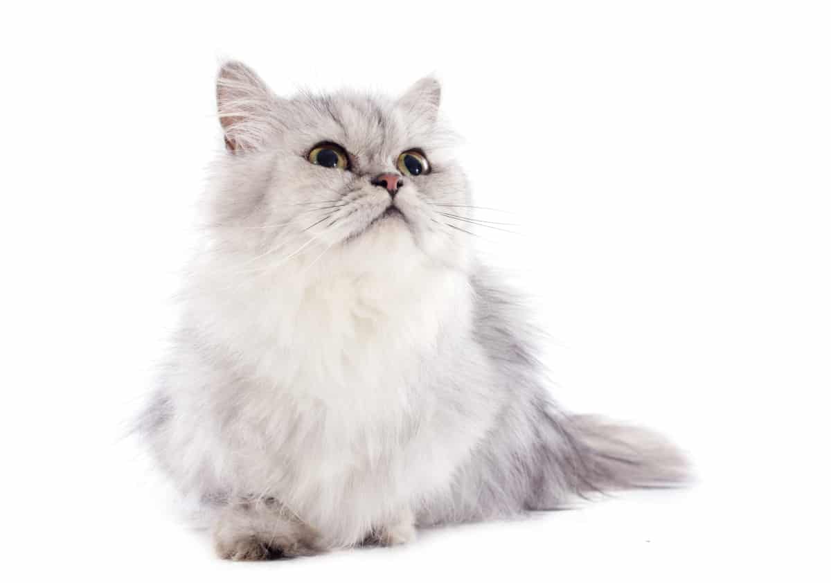 Il gatto Persiano: origini, aspetto, carattere, cure e alimentazione - gatto persiano