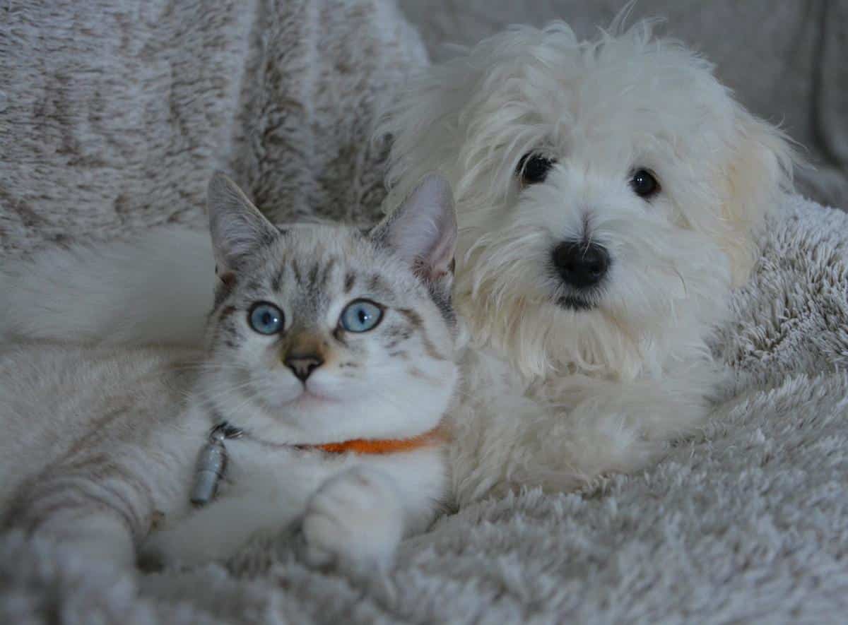 Quando andare dal veterinario: consigli per l'area di Bologna - dog cat