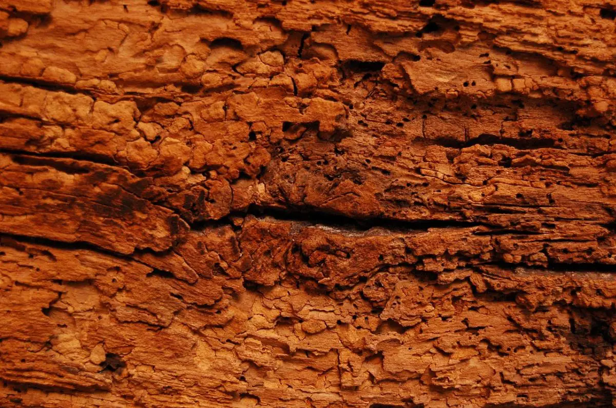 Tutti i passaggi per eliminare i tarli del legno - I tarli un grosso problema per il legno nelle nostre case