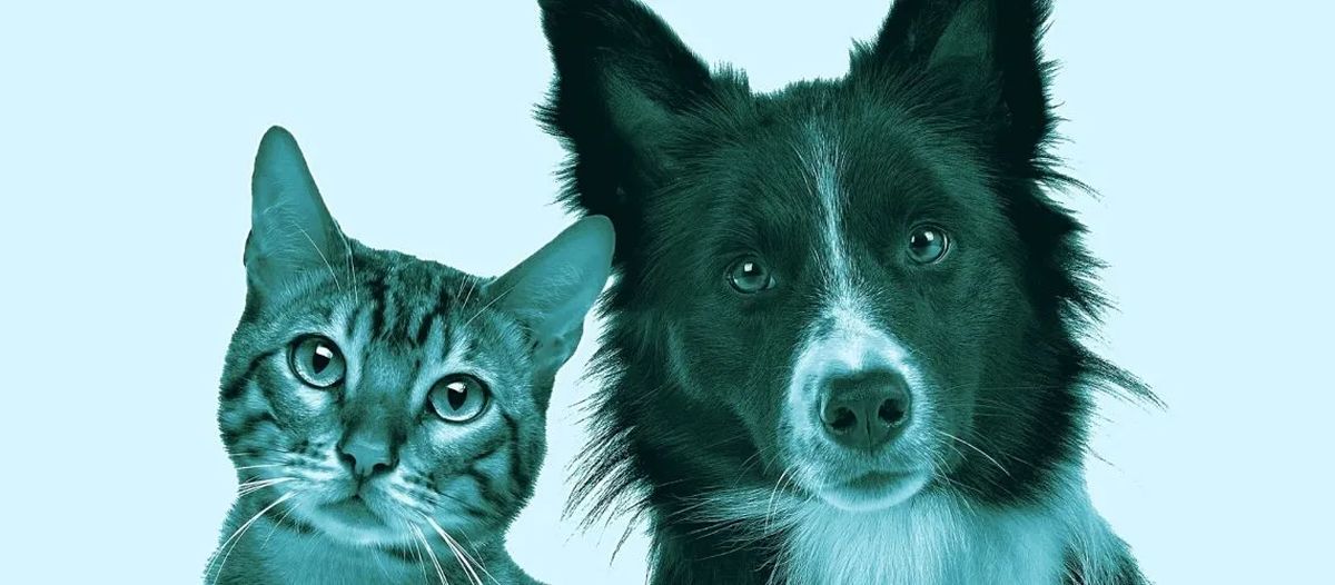 Anche i cani soffrono di allergie, ecco quali sono quelle più comuni - Malassezia cane gatto
