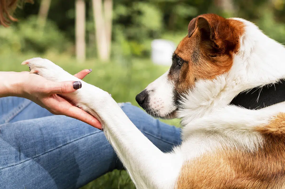 Alla base dell’addestramento del cane: il rinforzo positivo e negativo - cane mano padrone