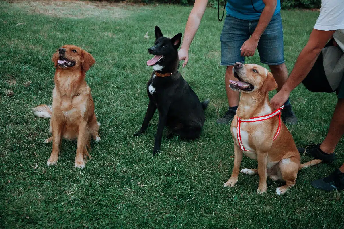 Come-addestrare-un-cane_trucchi-consigli-e-raccomandazioni