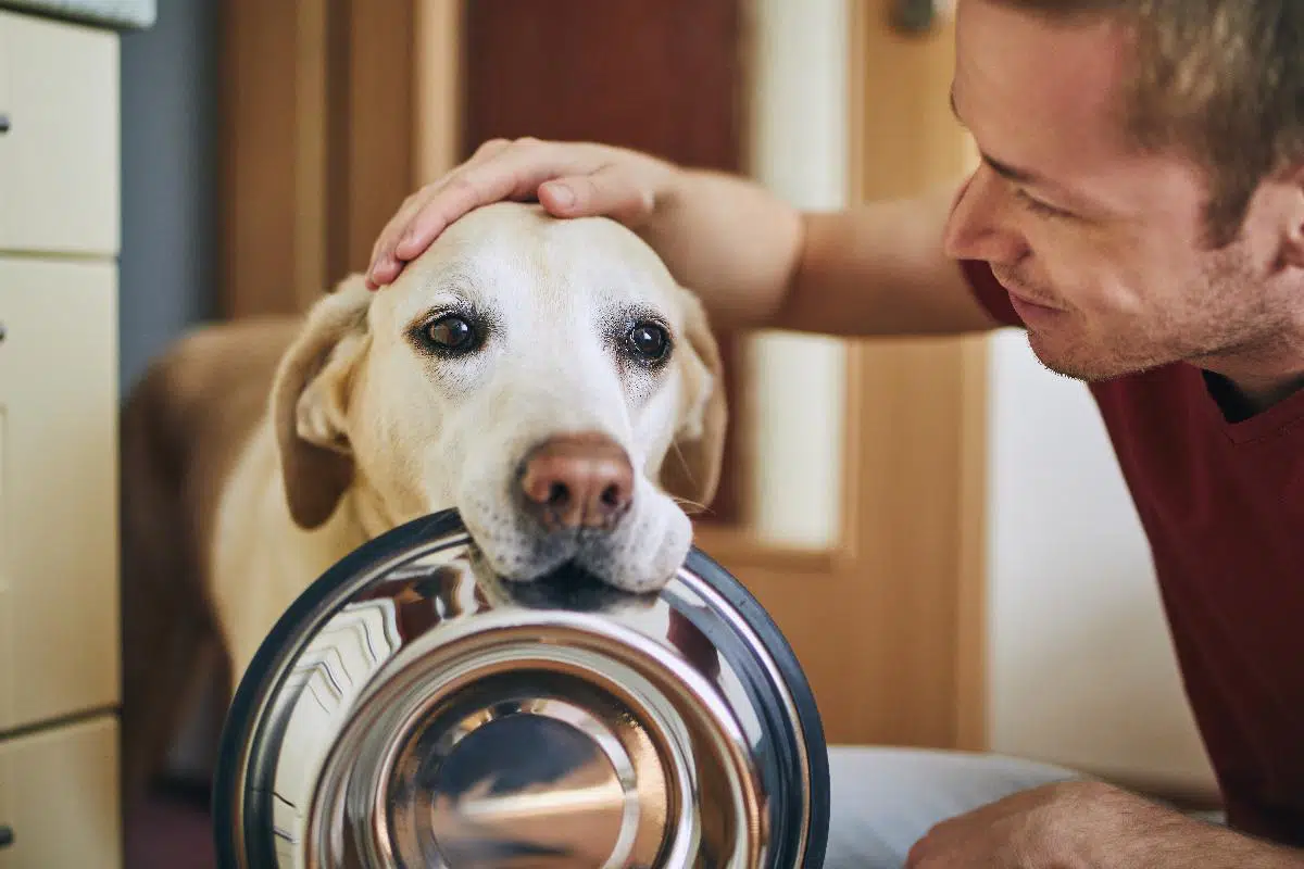 L'importanza di un'alimentazione sana ed equilibrata per cani e gatti: i nostri consigli - Limportanza di unalimentazione sana ed equilibrata per cani e gatti i nostri consigli