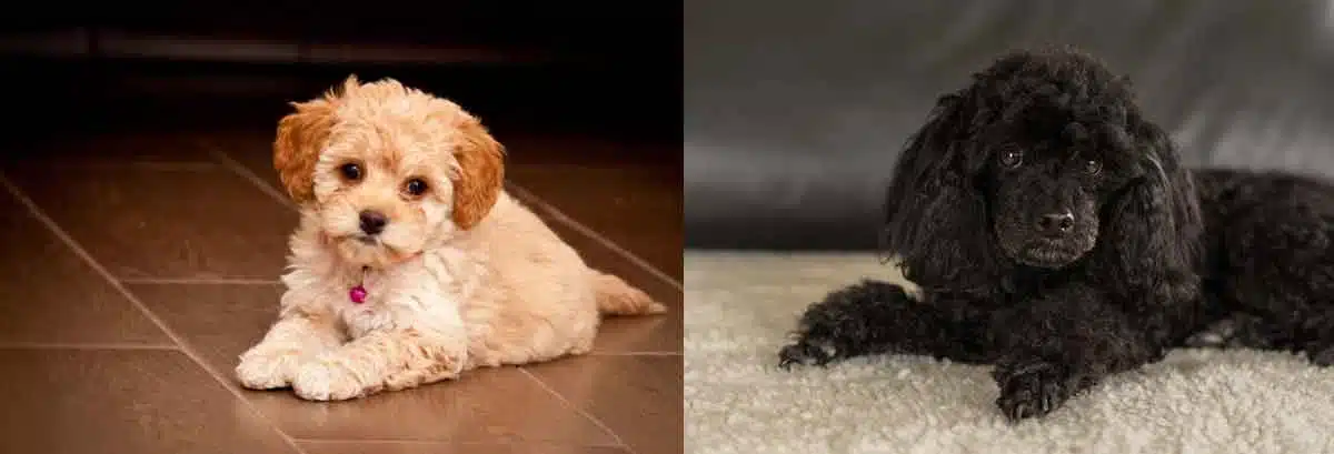 Barboncino toy vs barboncino nano