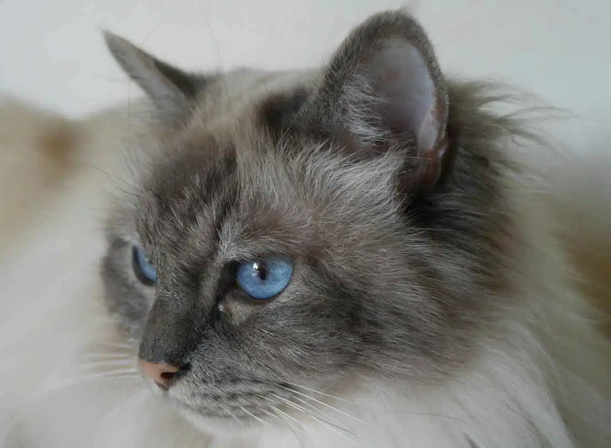 Gatto sacro di Birmania