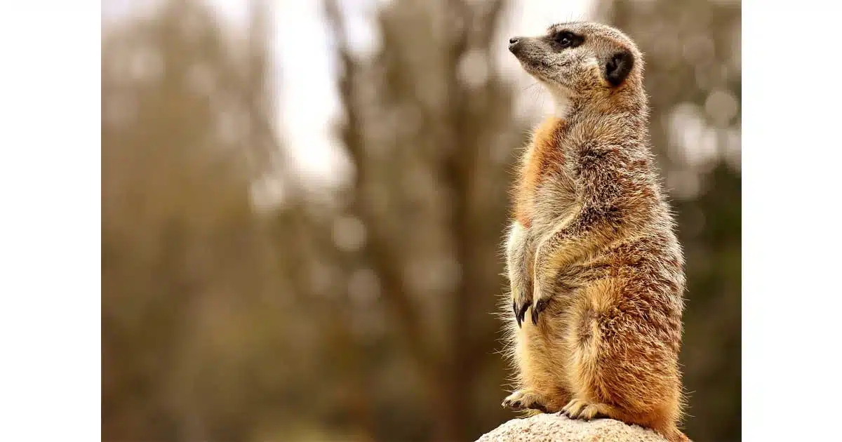 I suricati come animali domestici I suricati come animali domestici