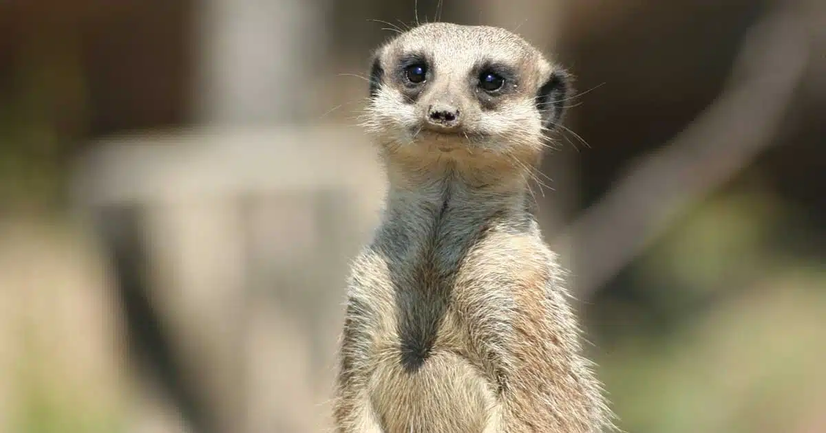 Suricato come animale domestico: Cosa c'è da sapere? - avere un suricato come animale domestico