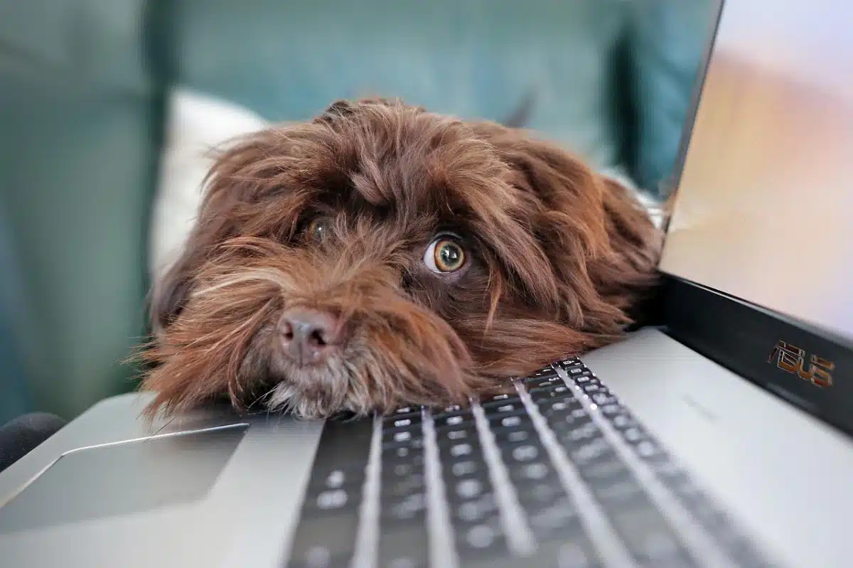 Un cane in casa, ecco cosa c’è da sapere fin da subito - dog computer