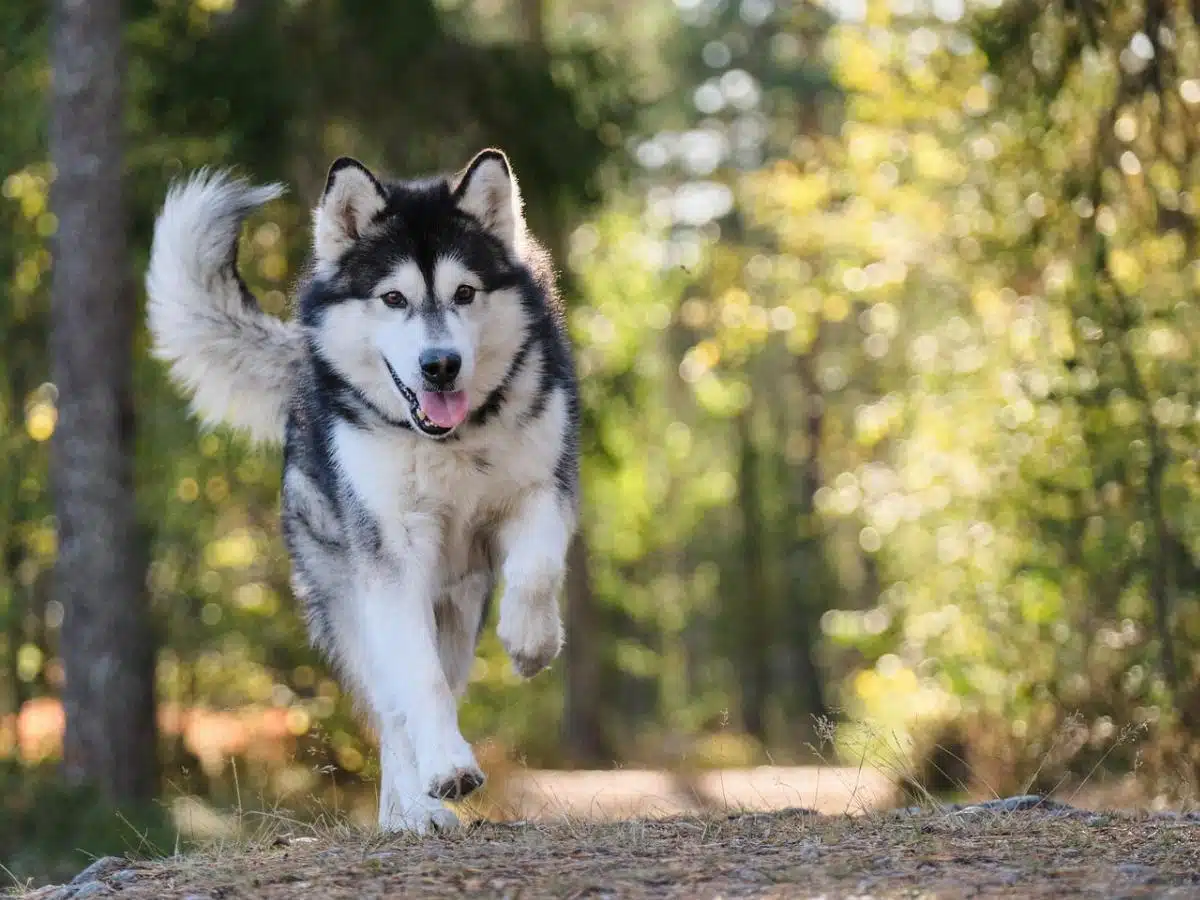 Assicurazione per il cane: cosa copre e come funziona - dog husky