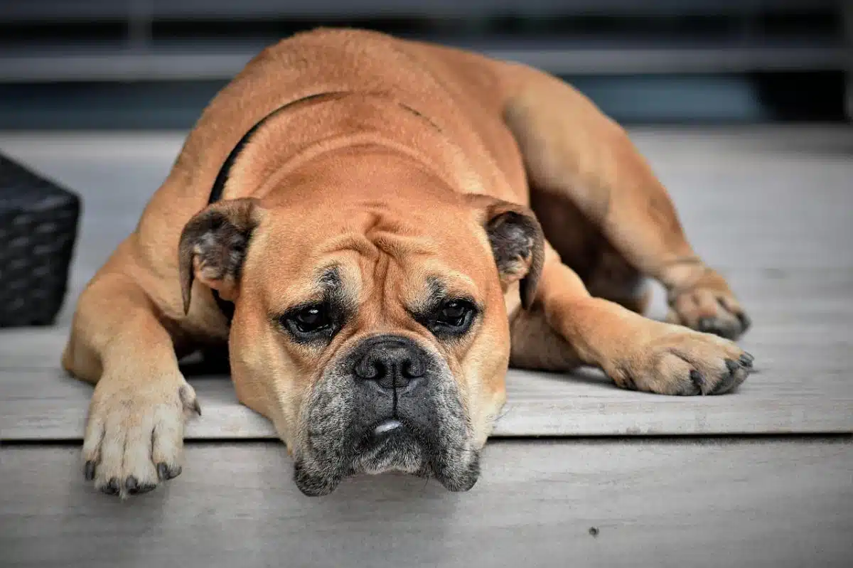 Diarrea nel cane: il ruolo dell’alimentazione e dei fermenti lattici - continental bulldog