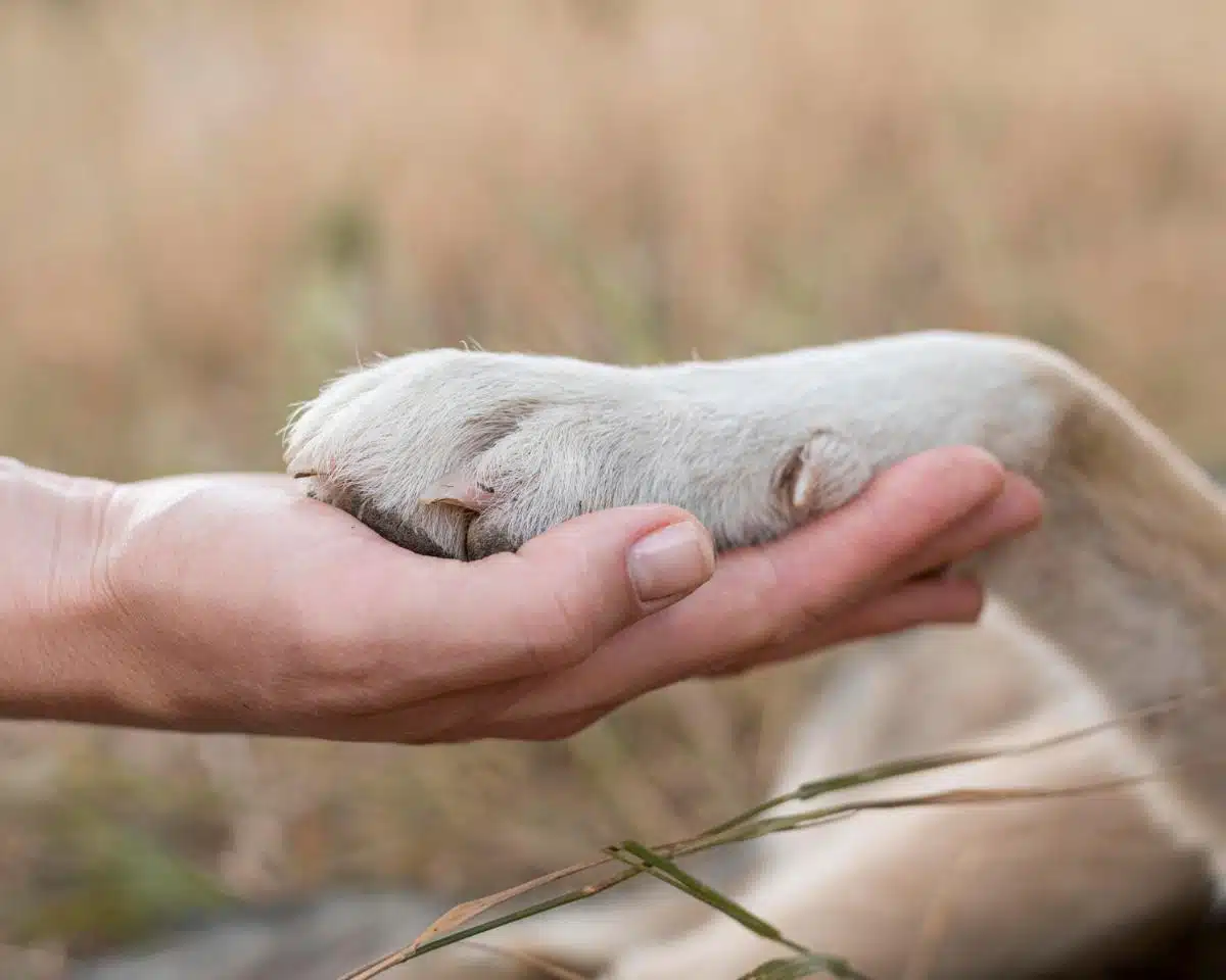 Cane anziano e mobilità: consigli per mantenere la qualità della vita - zampa cane